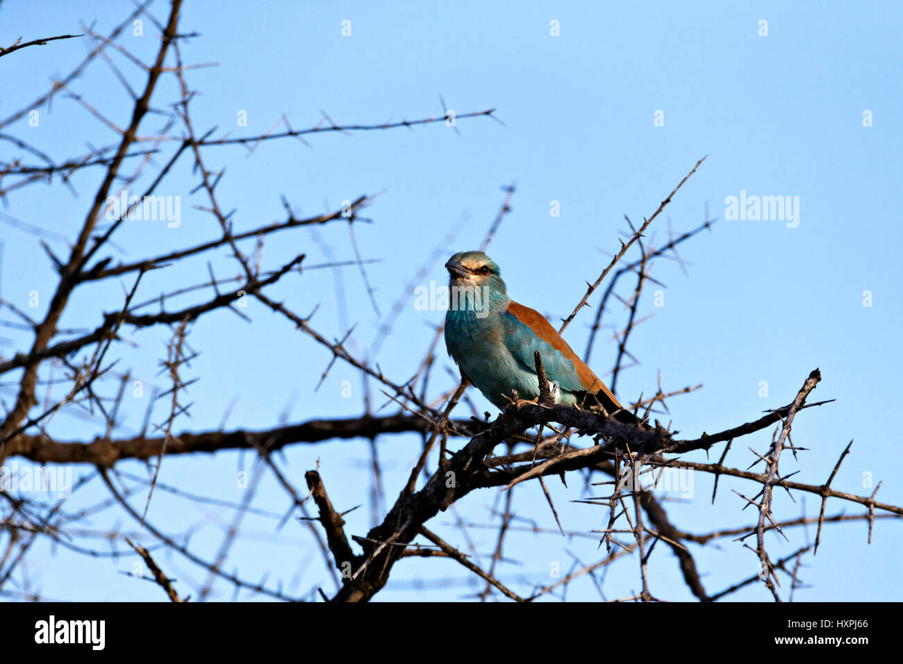 Rullo europea (Coracias garrulus),appollaiato su un ramo di albero, Kruger National Park, Sud Africa Foto Stock