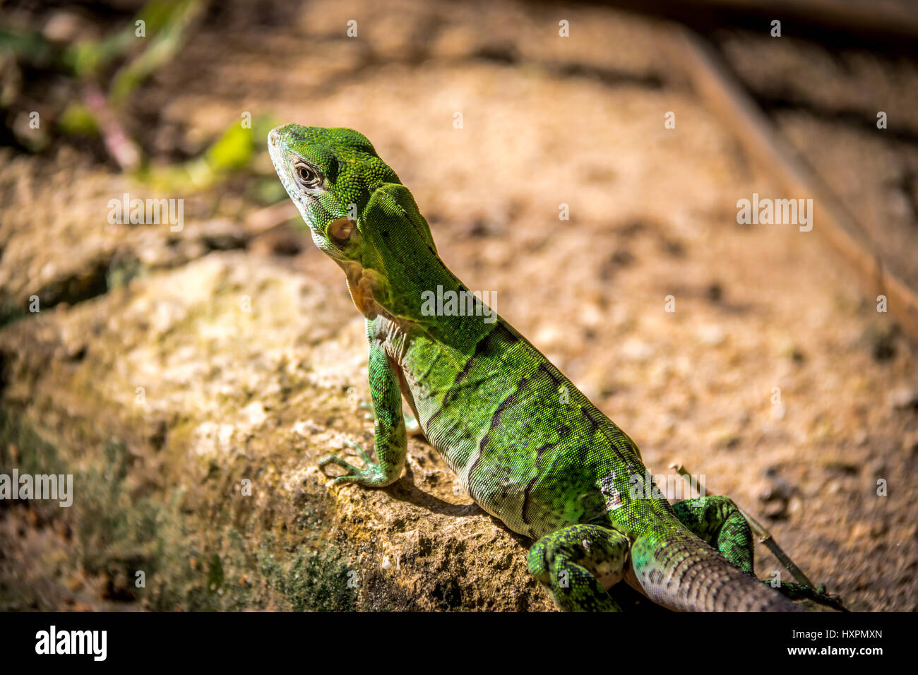 Ramarro - Tulum, Messico Foto Stock