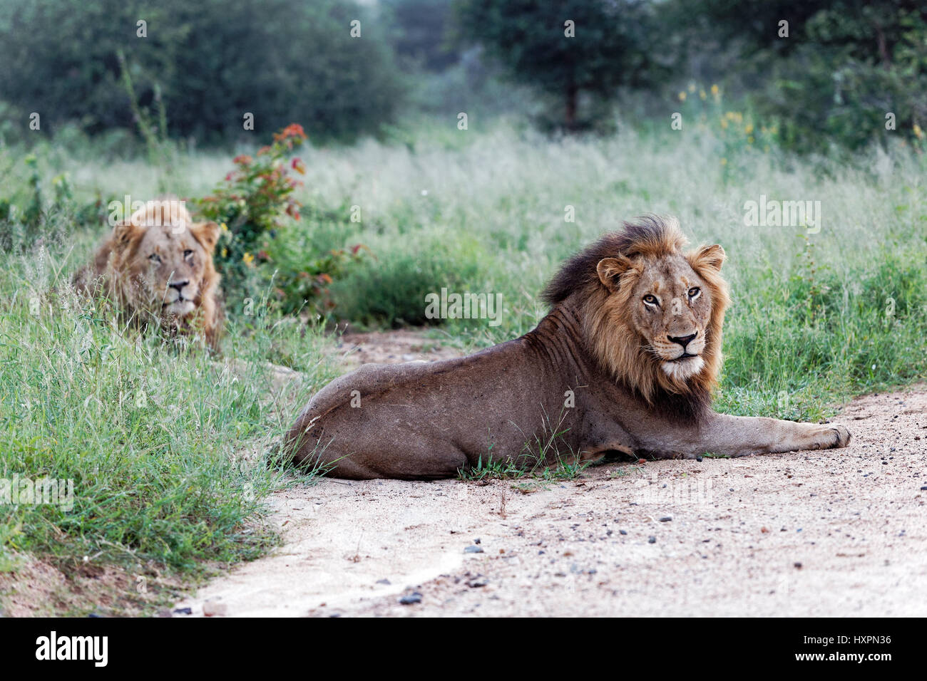 2 maschio leoni africani ( Panthera leo ), riposo, Kruger National Park, Sud Africa Foto Stock