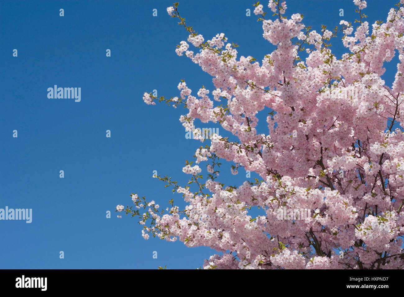 Prunus sargentii entusiastico sostegno, per mountain cherry, Giapponese fiore di ciliegio, Bergkirsche,japanische Blütenkirsche Foto Stock
