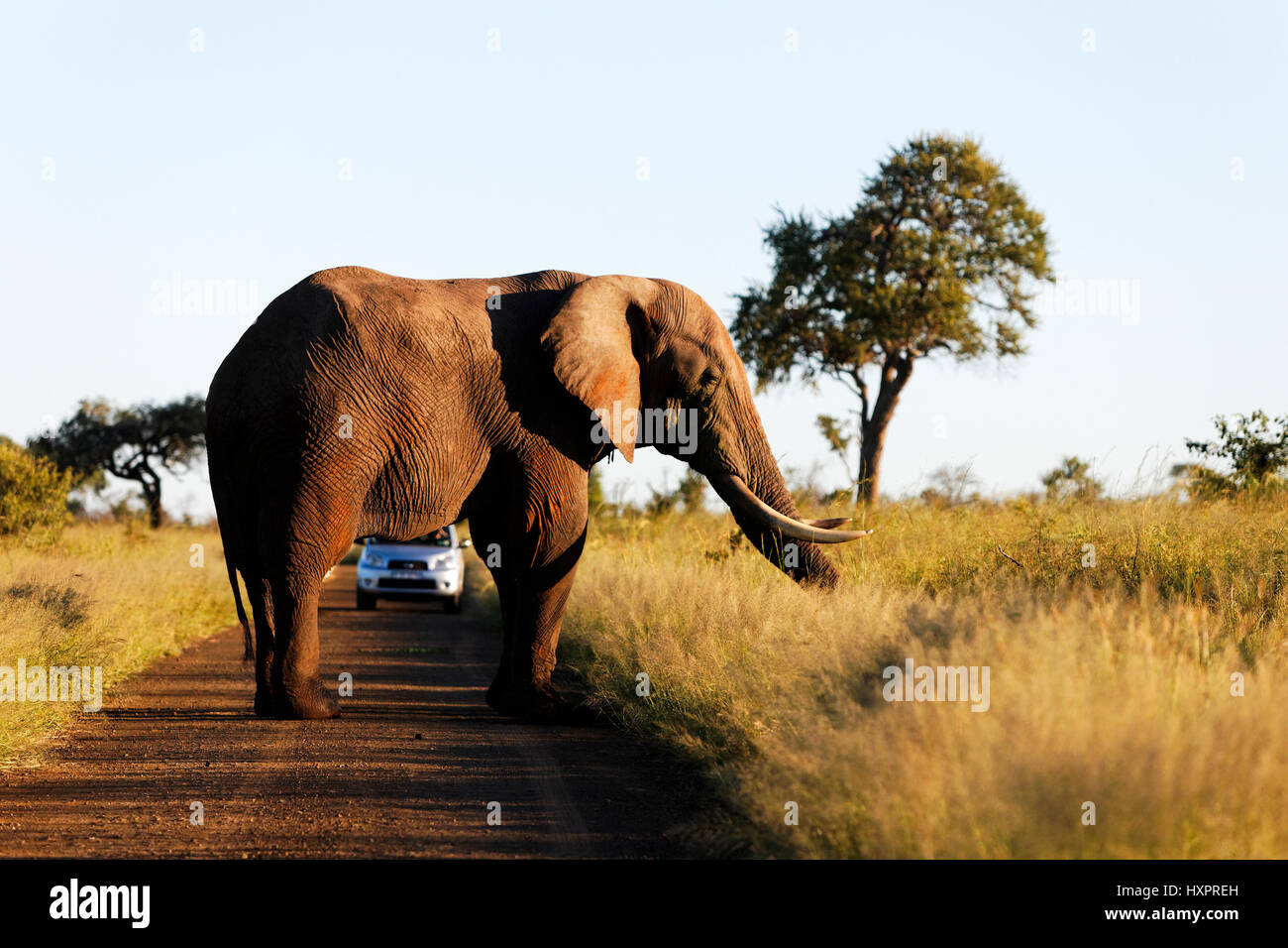 Elefante africano (Loxodonta africana) bloccando auto sulla strada, Kruger National Park, Sud Africa Foto Stock