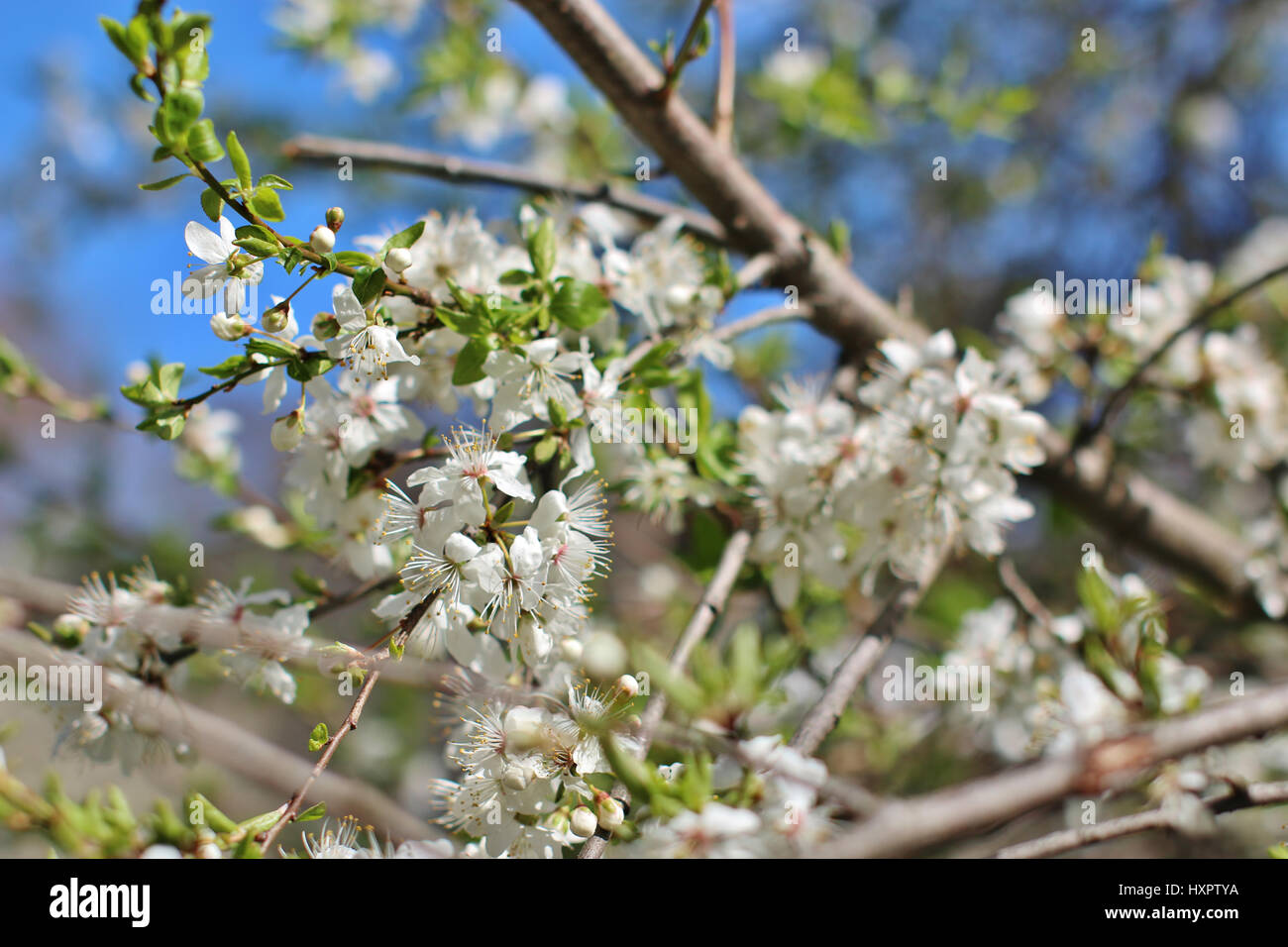 La fioritura del melo in primavera Foto Stock