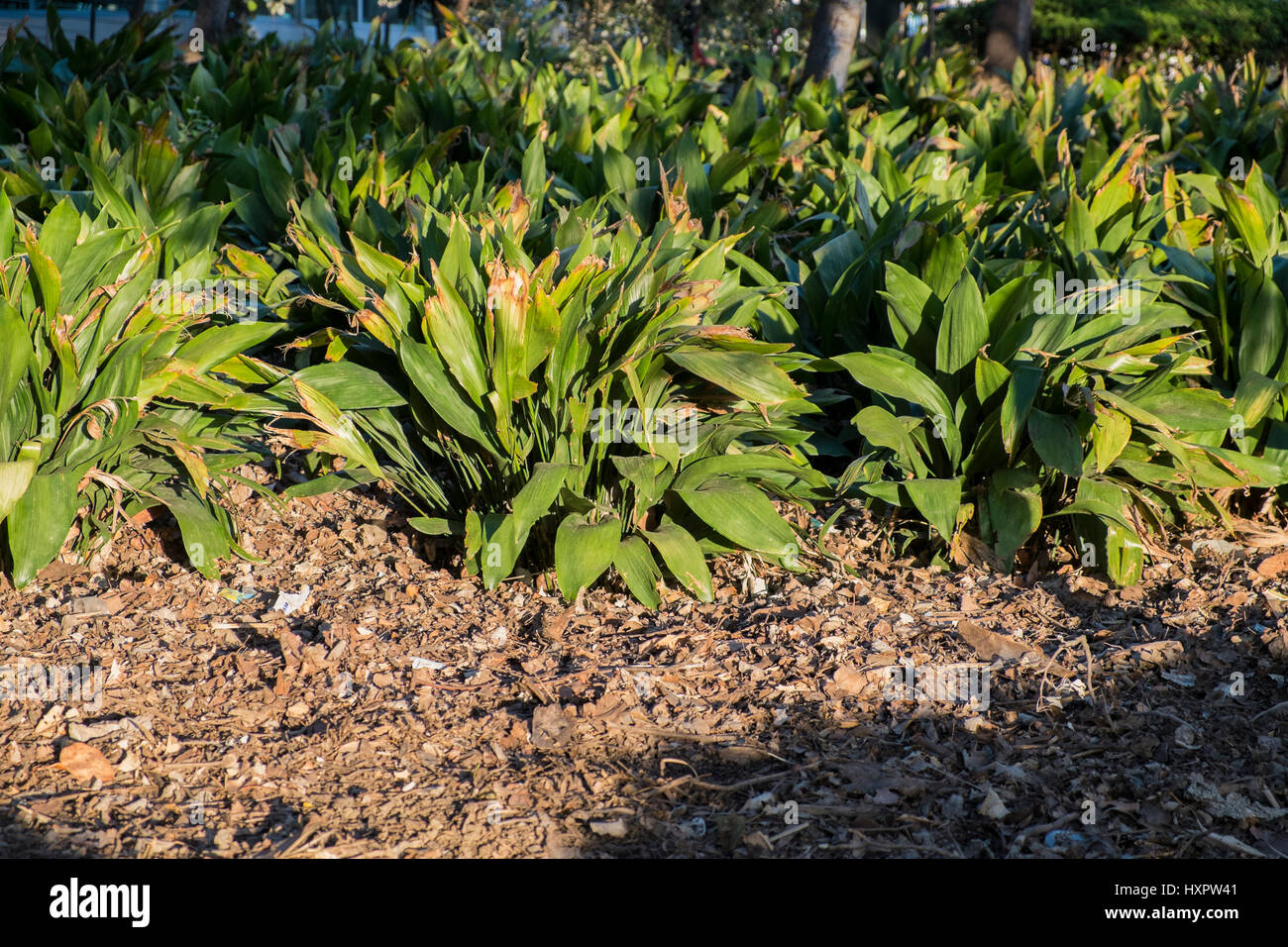 Aspidistra elatior. Parque de la Paloma, Benalmadena Malaga, Spagna Foto Stock