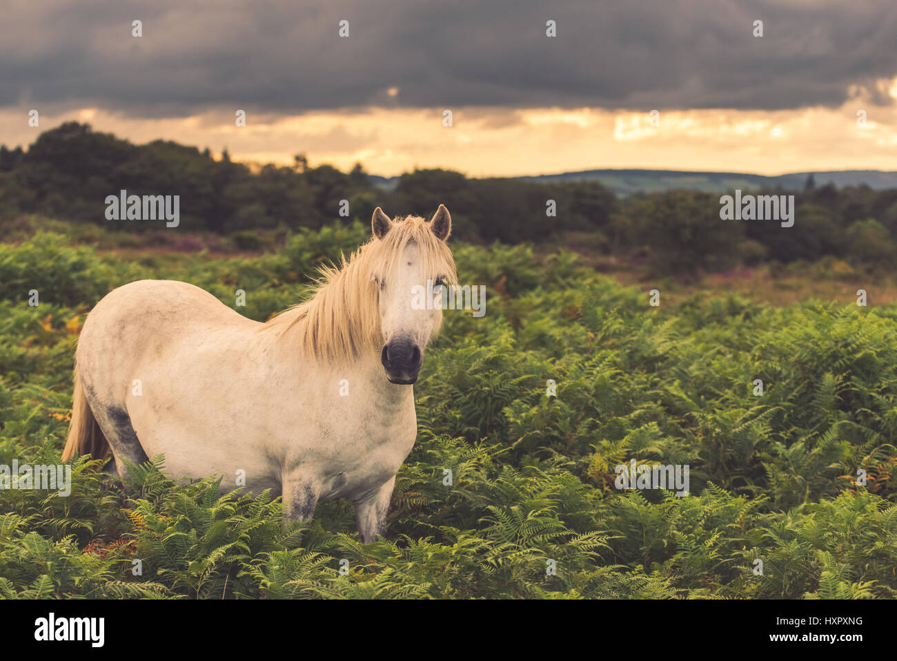 Bianco solitario wild horse in Dartmoor al tramonto Foto Stock