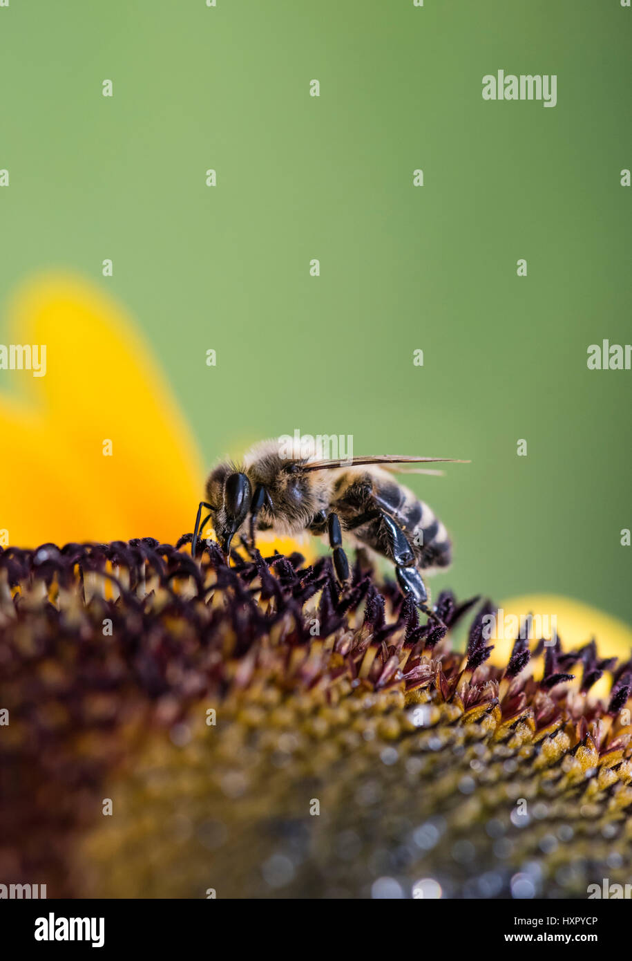 Extreme close-up di bee / honeybee (Apis mellifera) insetto raccogliendo il polline di un girasole Foto Stock