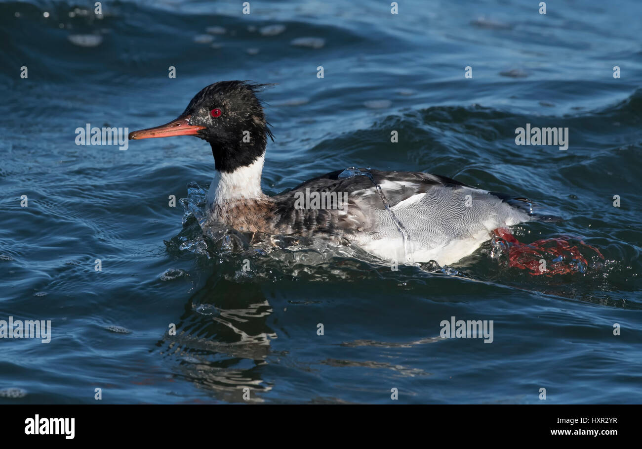 Red-breasted Merganser (Mergus serrator), un golfo del Maine estuario, il giorno di Natale 2016 Foto Stock