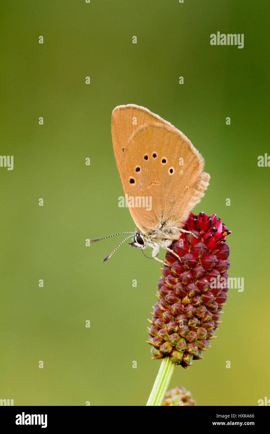 'Dark pulsante prato-Ameisenbl?uling; Maculinea nausithous; di prima classe insetti (Insecta), ordinare le farfalle (Lepidoptera), famiglia Bl?ulinge (Lycaenida Foto Stock
