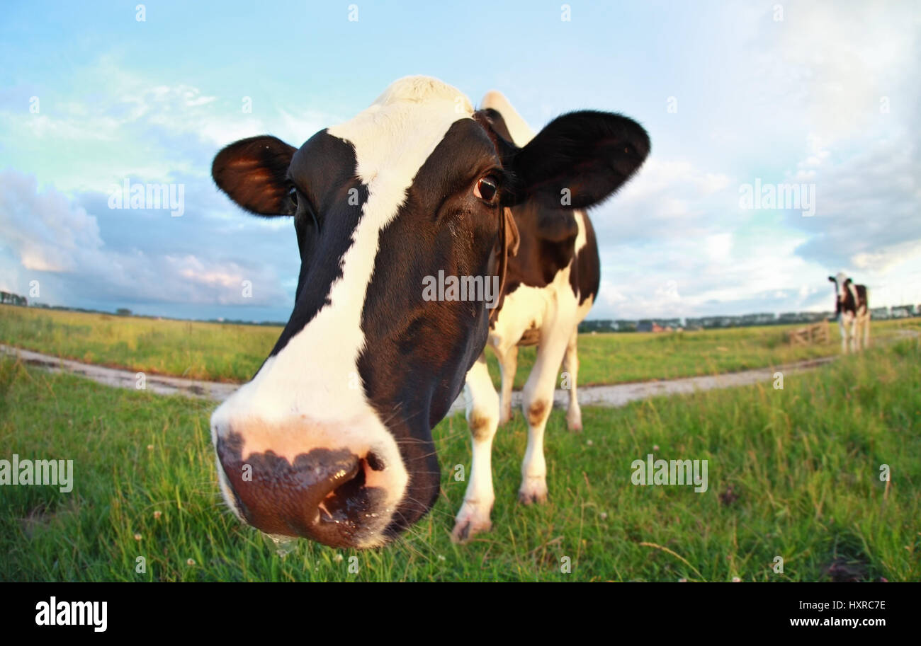 Vacca di testa vicina fino all'aperto Foto Stock