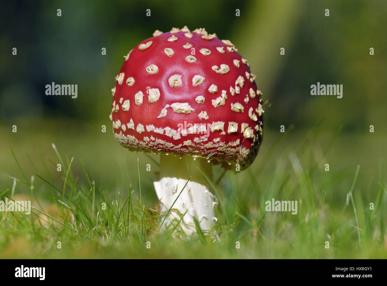 Impianto, piante, funghi, funghi, più tossici, tossici, toadstool, toadstools, fly agaric, volare agarics, fortuna, simbolo di fortuna, simboli di Fortuna, rosso, rosso, più Foto Stock