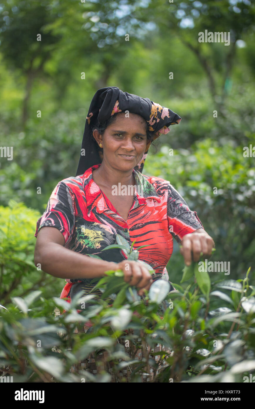 Coltivatori di tè in Sri Lanka. Questi signori lavorano tutto il giorno nelle aziende agricole di tè di Sri Lanka. Spesso si inizierà a lavorare come adolescenti a lavorare fino alla vecchiaia. Foto Stock