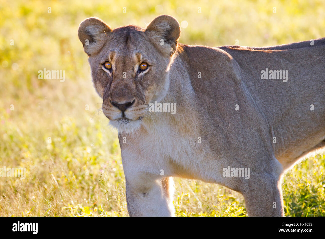 Femmina di Lion Panthera leo in Etosha National Park Namibia Africa australe. Foto Stock