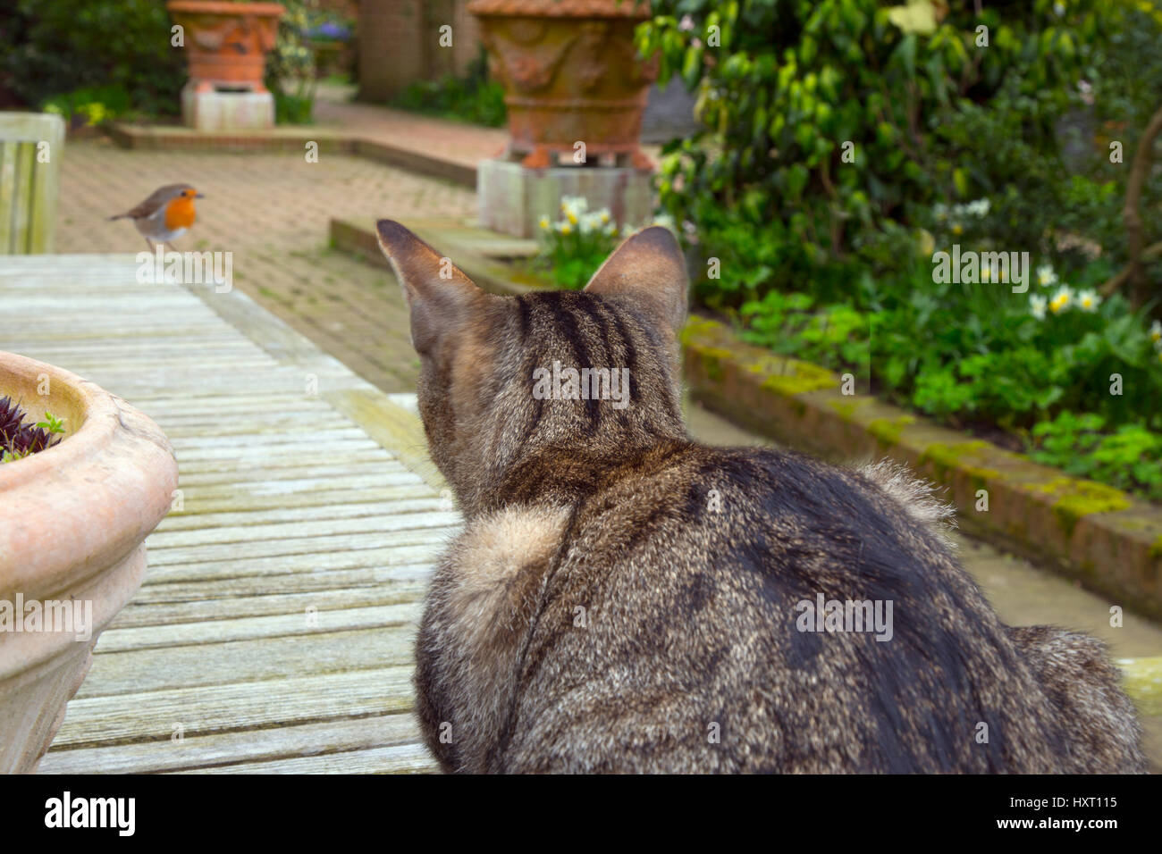 Il pet Tabby cat guardando Robin in giardino primavera Norfolk (montage) Foto Stock