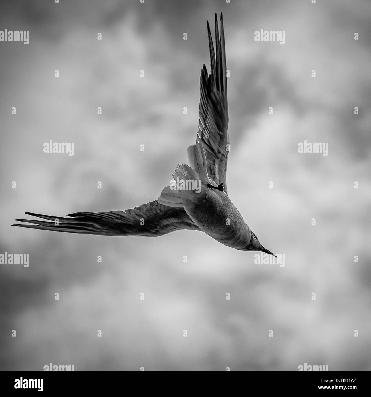 Seagull in volo raccolto quadrato Foto Stock