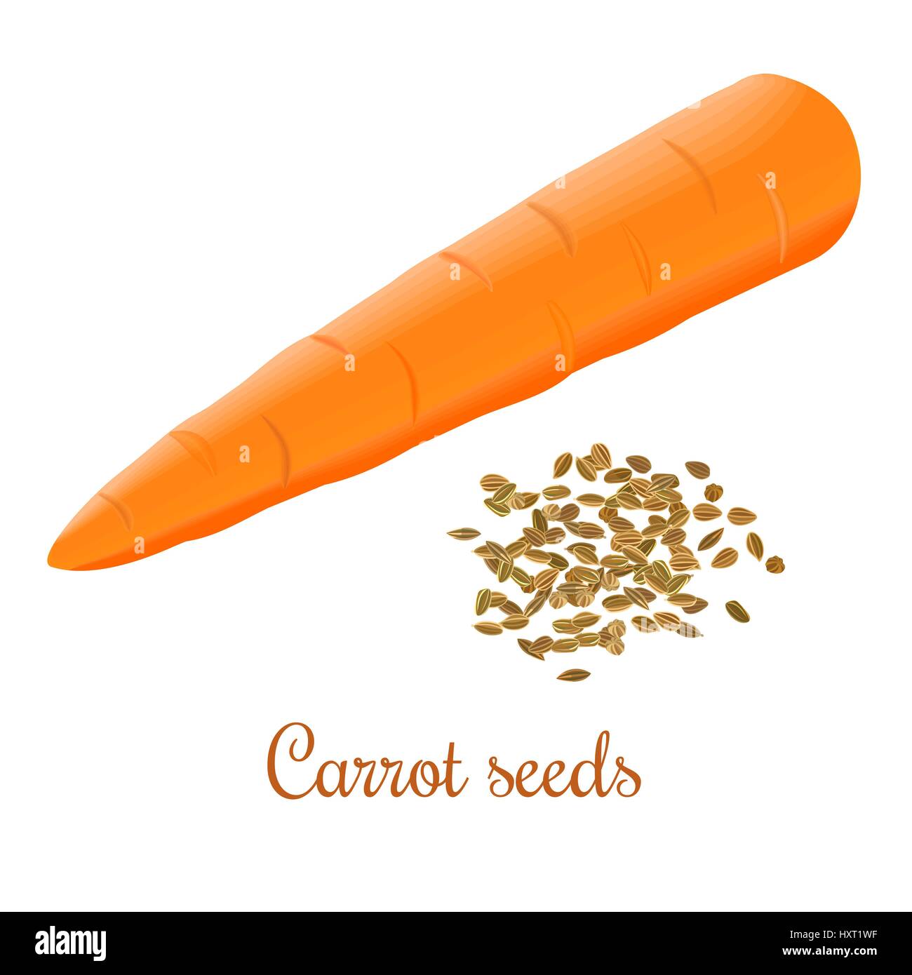 Semi di carota fresca e succosa carota Illustrazione Vettoriale