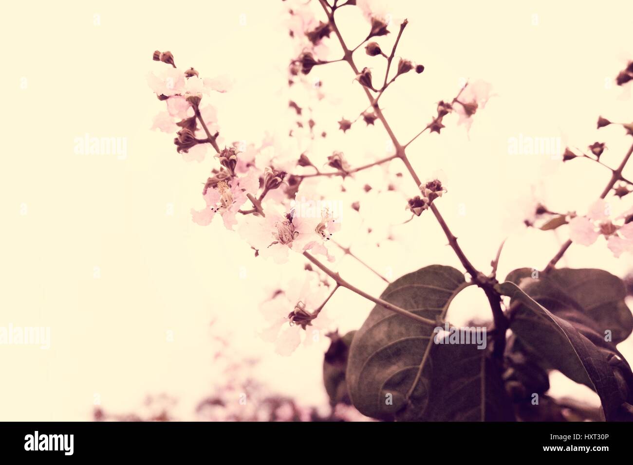 Sakura Cherry Blossom bellezza della natura Foto Stock