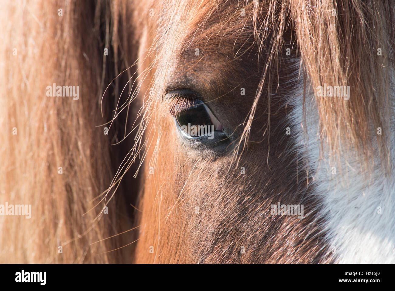 Close-up di horse's eye Foto Stock