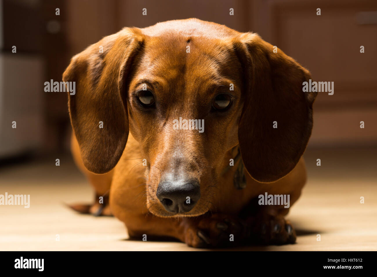 Red Bassotto giace sul piano punga-fino alle orecchie Foto Stock
