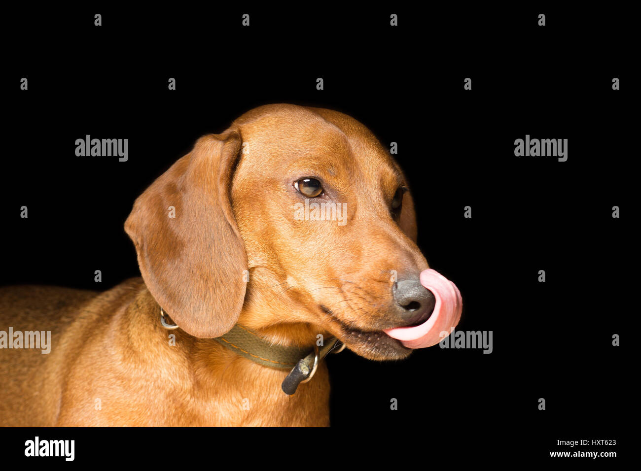 Red Bassotto lecca il naso, è isolato su nero Foto Stock