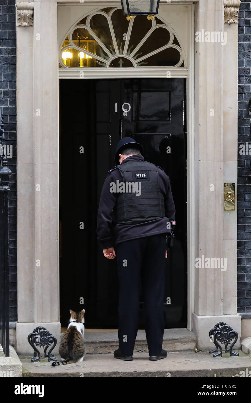 A Downing Street, Londra. Regno Unito 29 Mar 2017 - Polizia offier consente a dieci anni, Larry, Chief Mouser interno n. 10 di Downing Street. Credito: Dinendra Haria/Alamy Live News Foto Stock