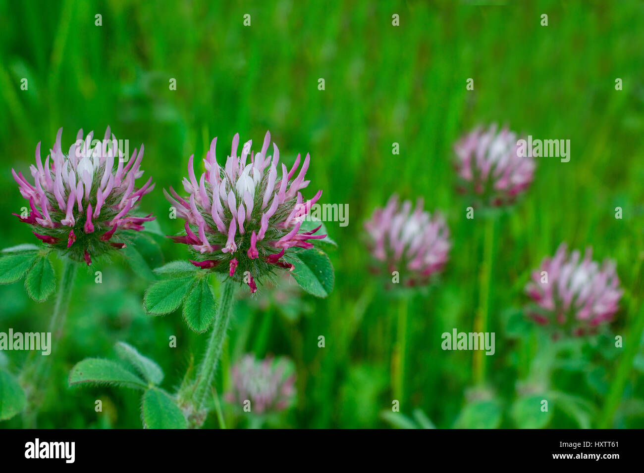 Primo piano su bianco-sormontato trifoglio, Trifolium variegatum, un millefiori, in natura in California, contro lo sfondo di colore verde Foto Stock