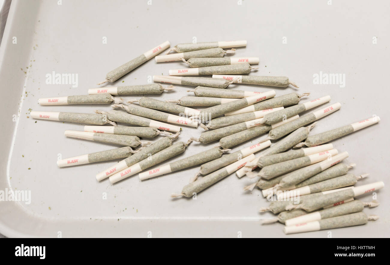Un mucchio di laminato a mano i tubi di marijuana sono preparati per la vendita presso un laboratorio di cannabis in Colorado Foto Stock