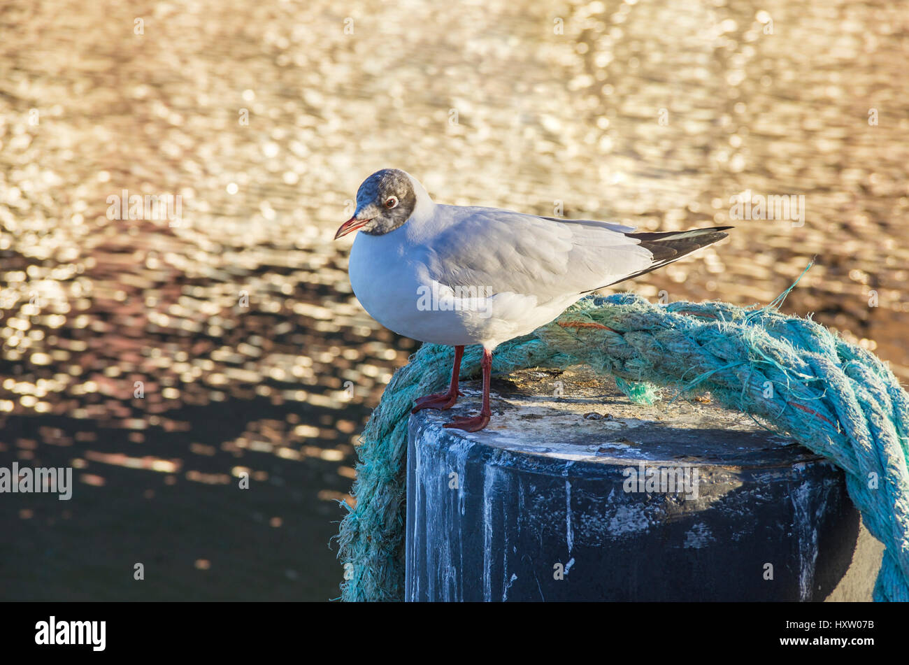 Sea Gull su un bollard marittima. Foto Stock