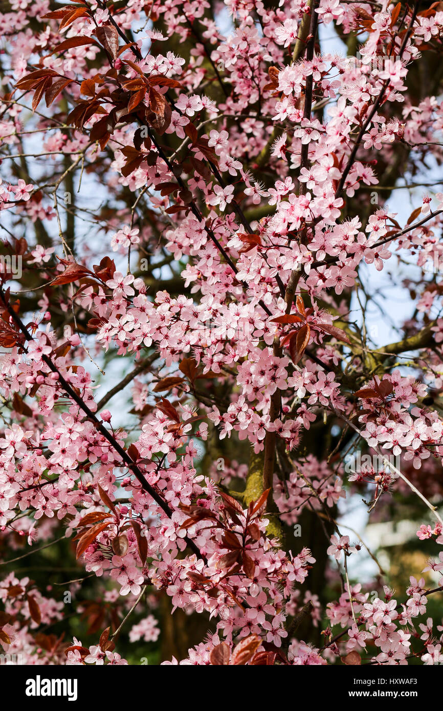 Cherry Plum tree (Prunus cerasifera Nigra), rosa blossom fioritura Foto Stock