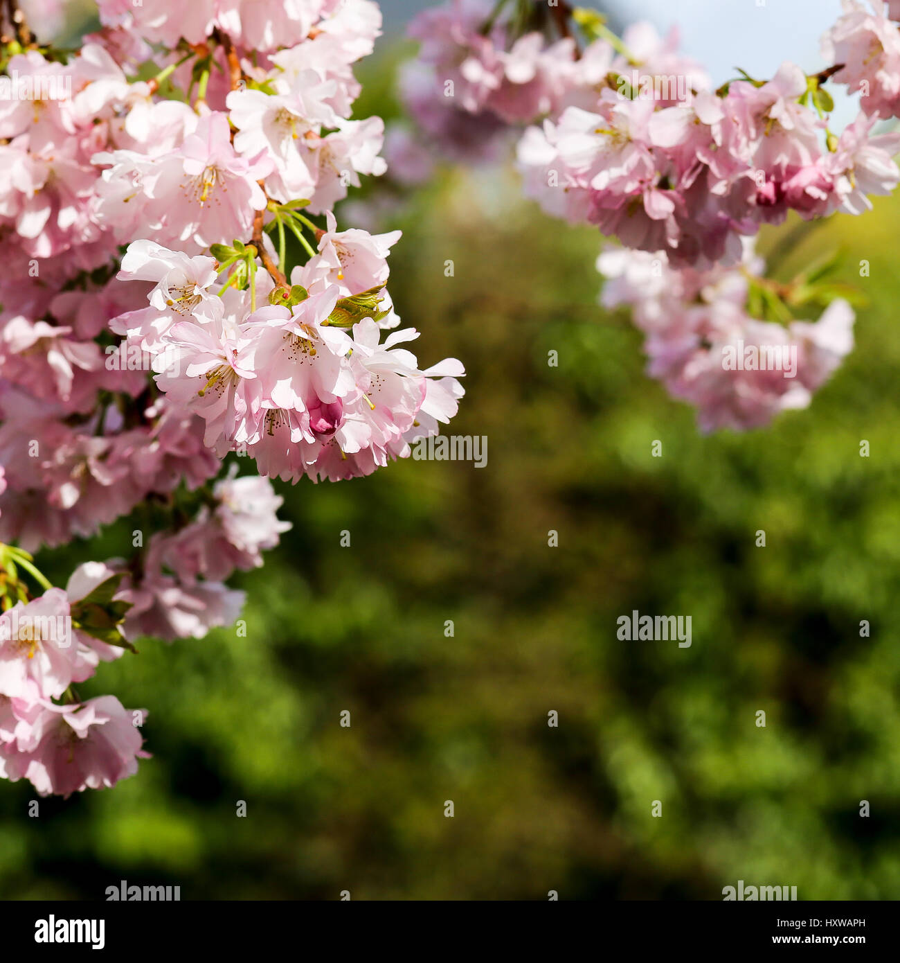 Molla di fiori di rosa, Prunus Kanzan Kwanzan Cherry Blossom sui rami di alberi Foto Stock