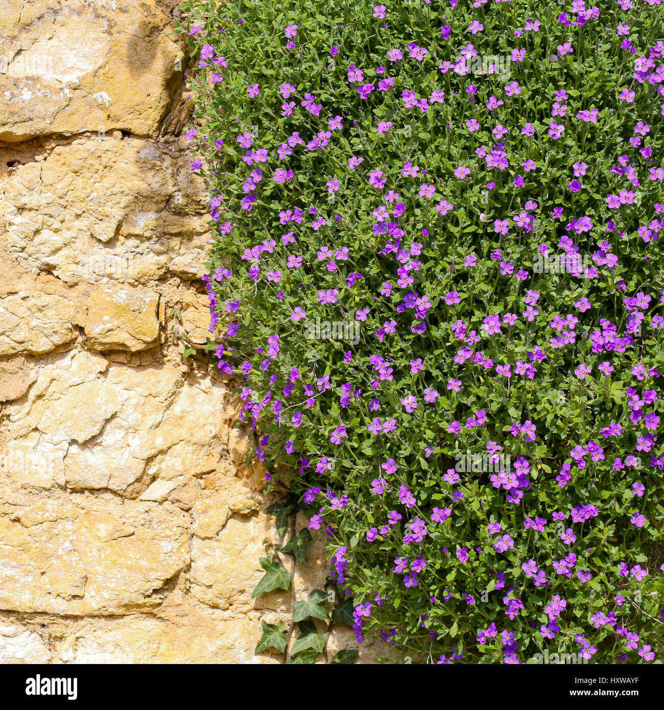 Lobelia erinus viola piccoli fiori di magenta sul muro di pietra sullo sfondo di recinzione Foto Stock
