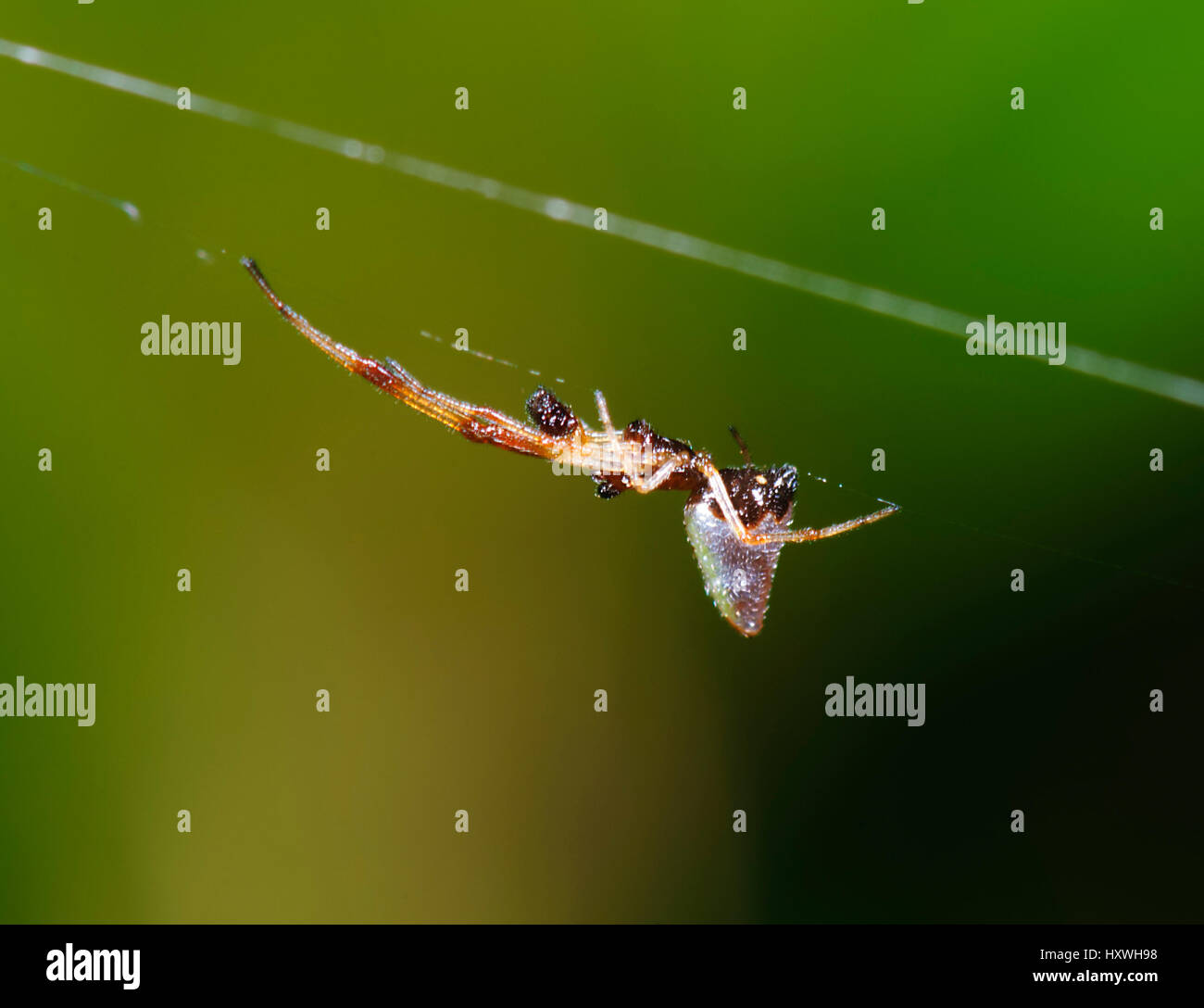 Argento a goccia Spider o rugiada-drop Spider (Argyrodes antipodianus), Nuovo Galles del Sud, NSW, Australia Foto Stock