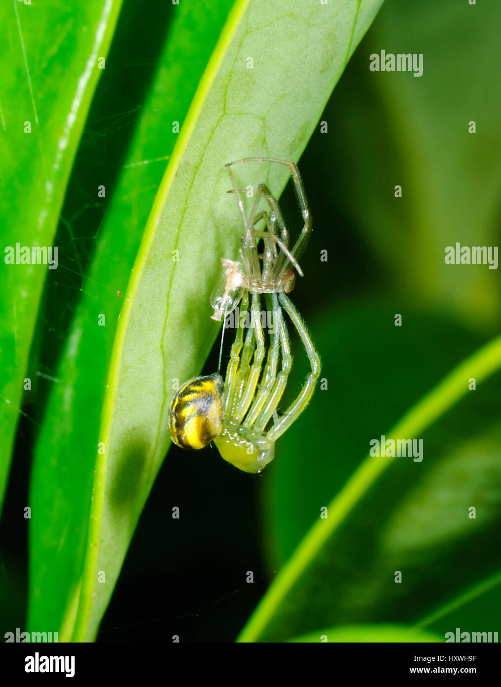 Silver Orb Spider di tessitura o argento Orb Weaver (Leucauge granulata) moulting, Nuovo Galles del Sud, NSW, Australia Foto Stock