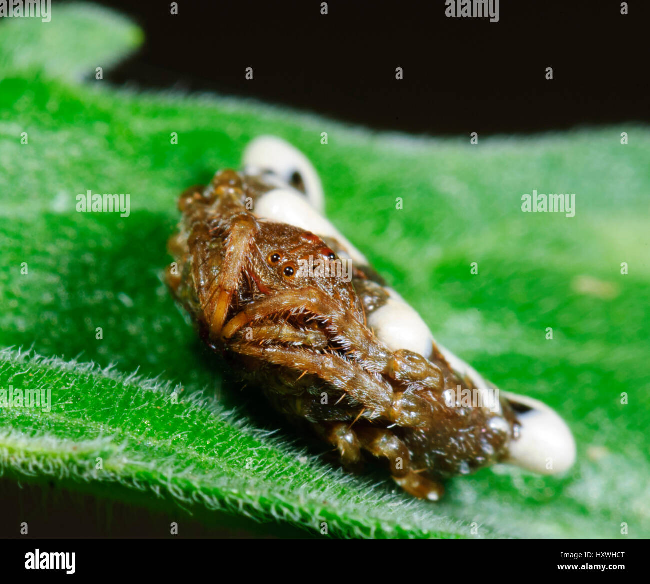 Piccolo uccello-caduta Spider (Arkys curtulus), Nuovo Galles del Sud, NSW, Australia Foto Stock