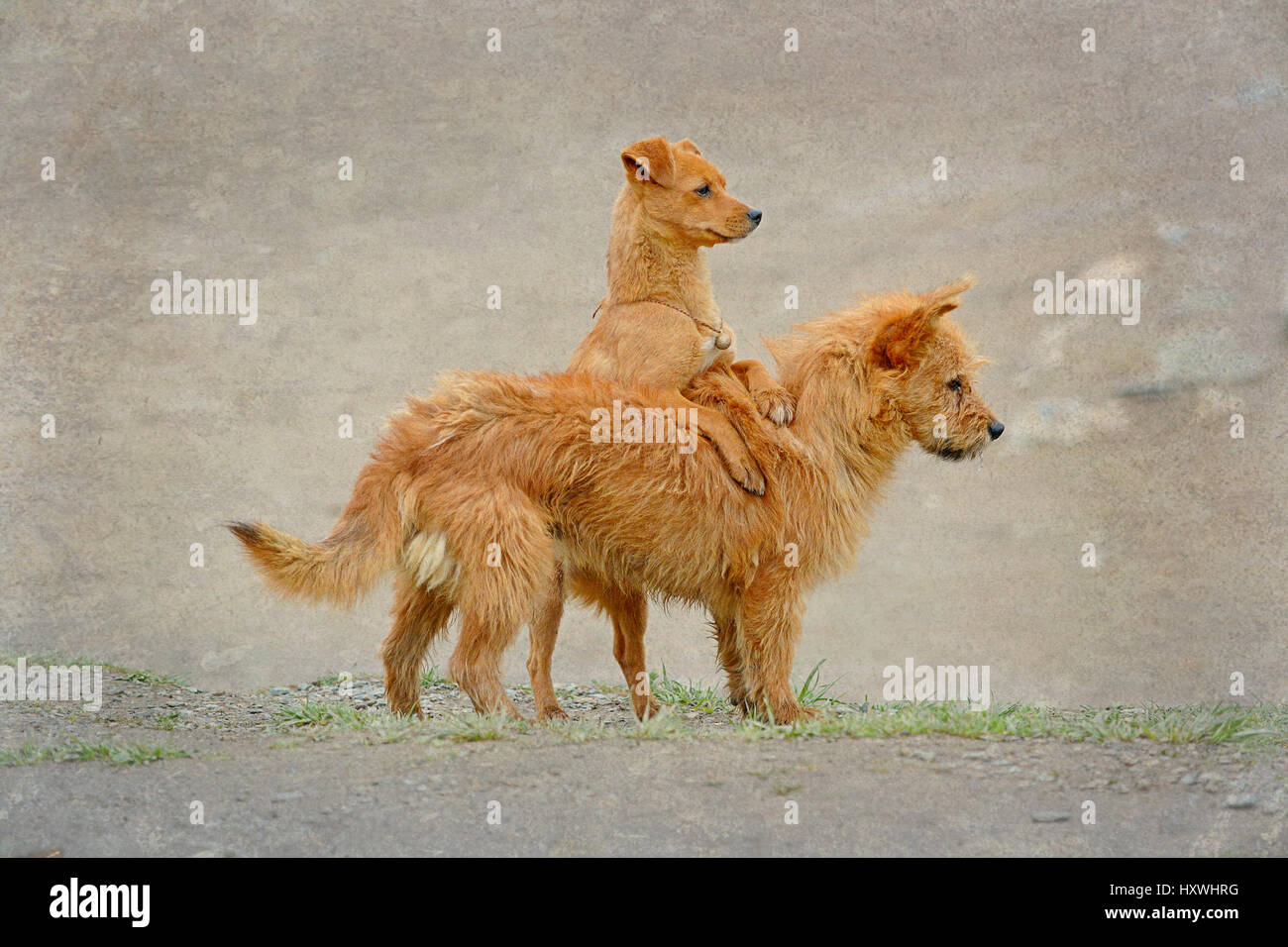 Due cani giocoso per le strade di Xiahe, provincia di Gansu, Cina Foto Stock