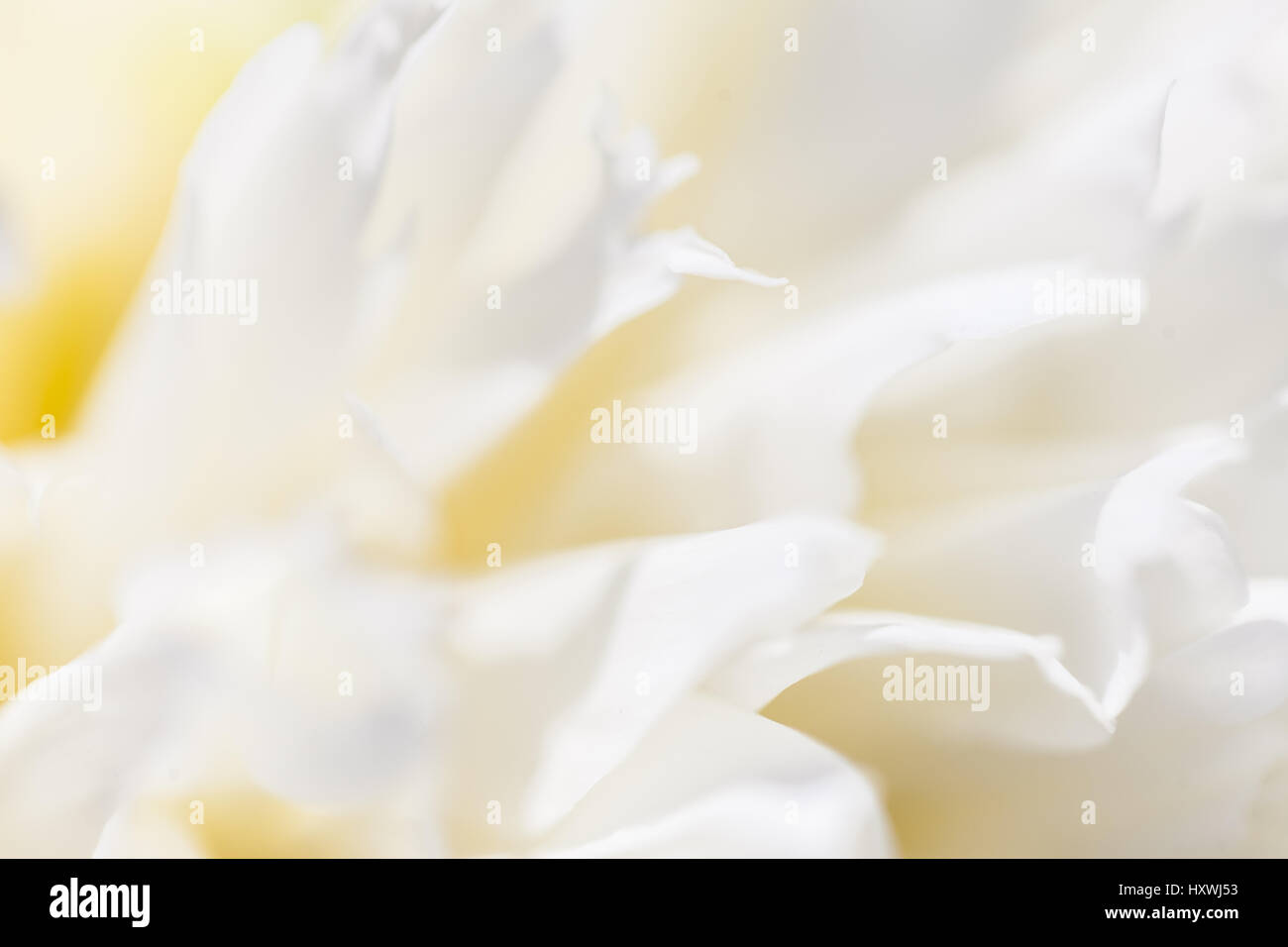 Close up fiore bianco petalo, teal, soft immagine da sogno Foto Stock