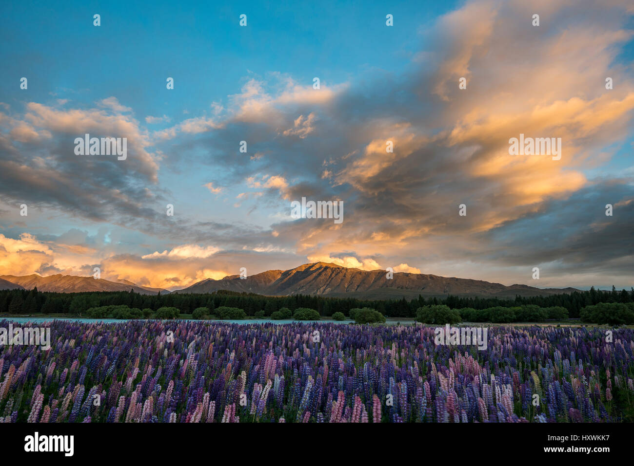 Lupino (Lupinus) al tramonto sulle rive del Lago Tekapo, Tekapo, regione di Canterbury, Southland, Nuova Zelanda Foto Stock