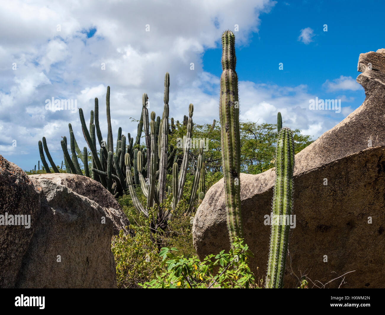 Aruba isola dei Caraibi - Casibari formazioni rocciose della diorite granito e candelabri e cactus Foto Stock