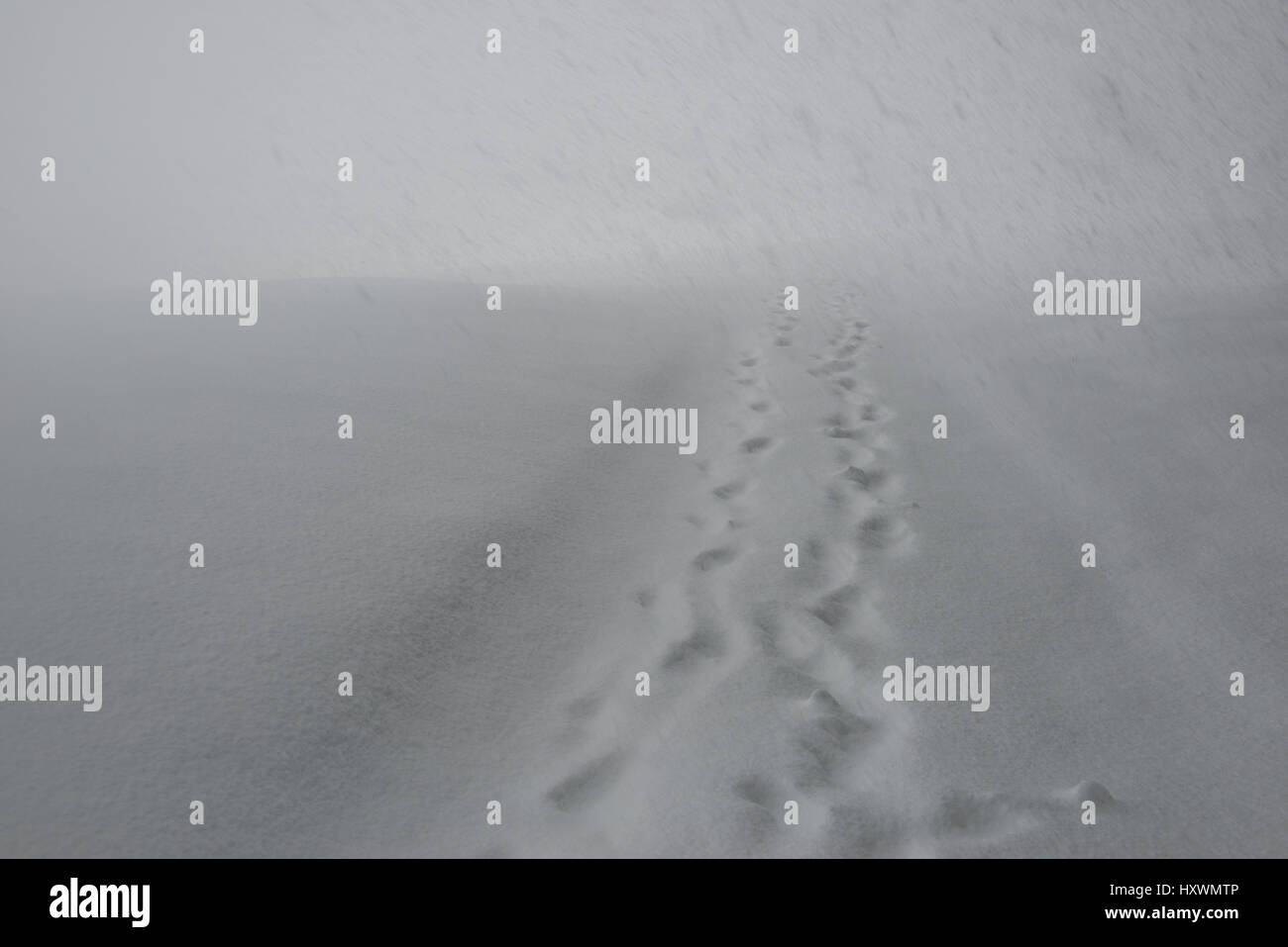 Nevicata e sentiero innevato che corre lungo il bordo della foresta di abeti innevati e tracce nella neve Foto Stock