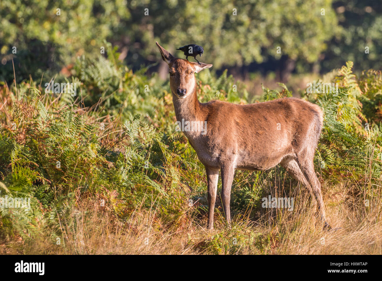 Red Deer cervo (Cervus elaphus) durante la routine di Richmond Park. La cornacchia mangia insetti fuori la cerva. Foto Stock