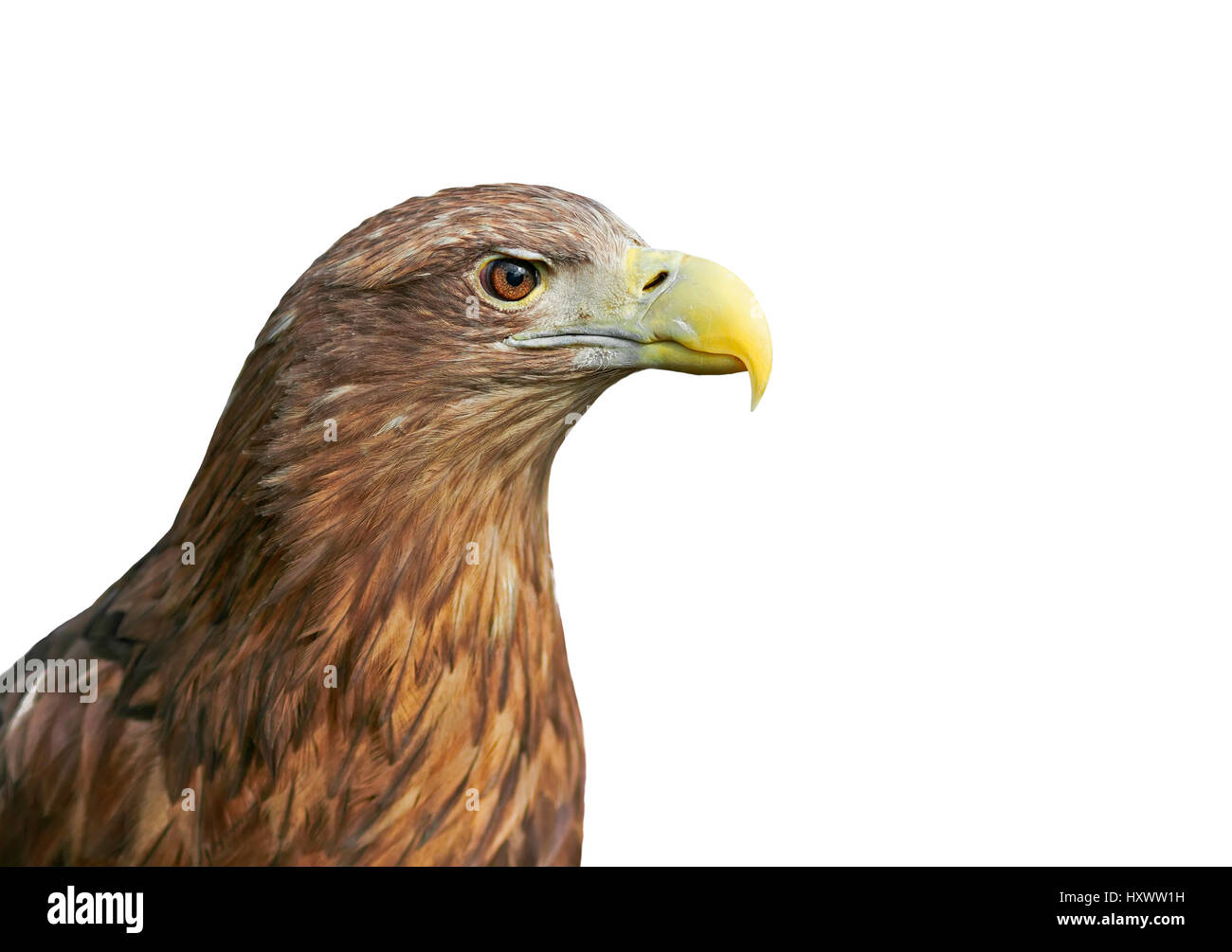 La testa di un aquila con un grande becco closeup bianco su sfondo isolato Foto Stock