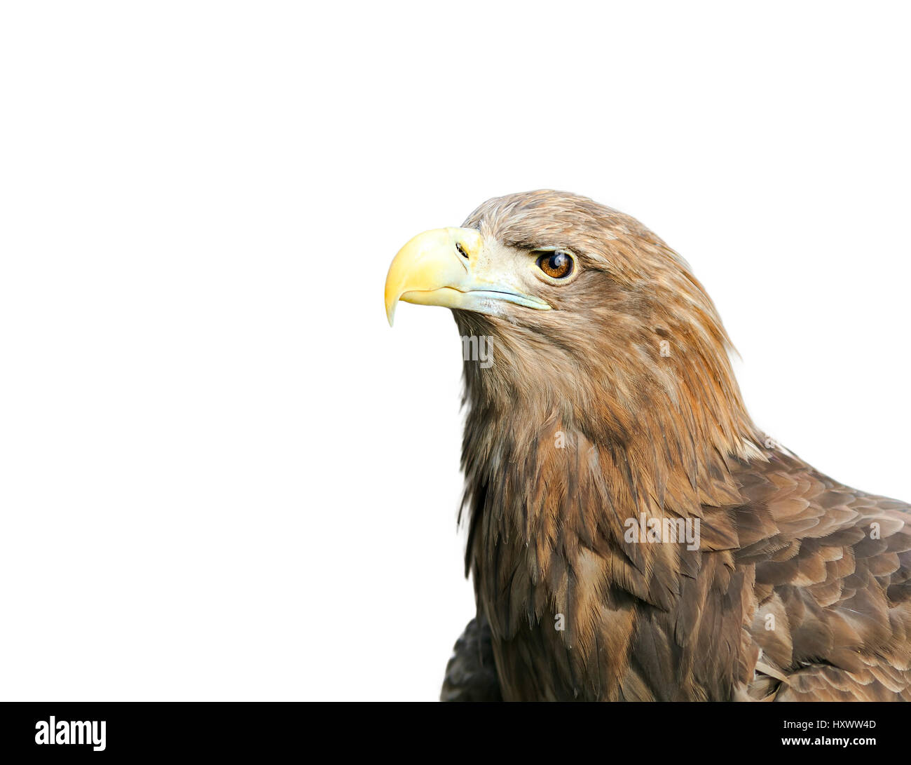 Capo bird eagle con un grande becco su un bianco sfondo isolato Foto Stock