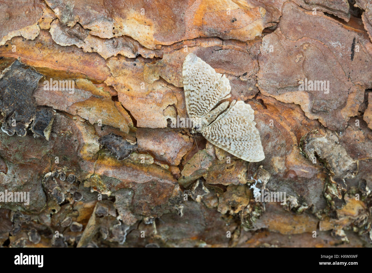 Scaloppina falena Shell; Hydria undulata singolo su legno Cornwall, Regno Unito Foto Stock