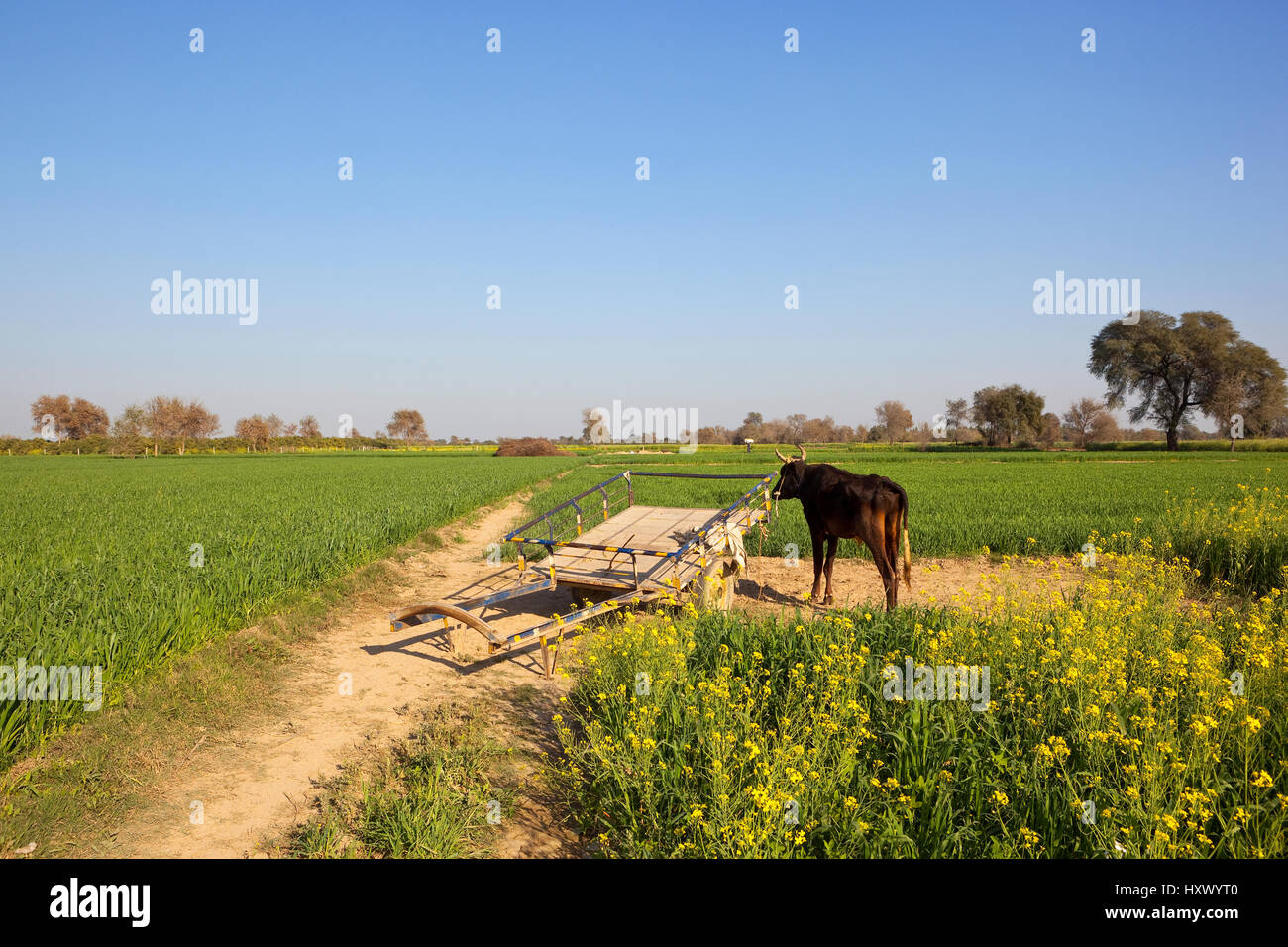 Un rajasthan buffalo e carrello di legno tra il grano e campi di senape sotto un cielo blu Foto Stock
