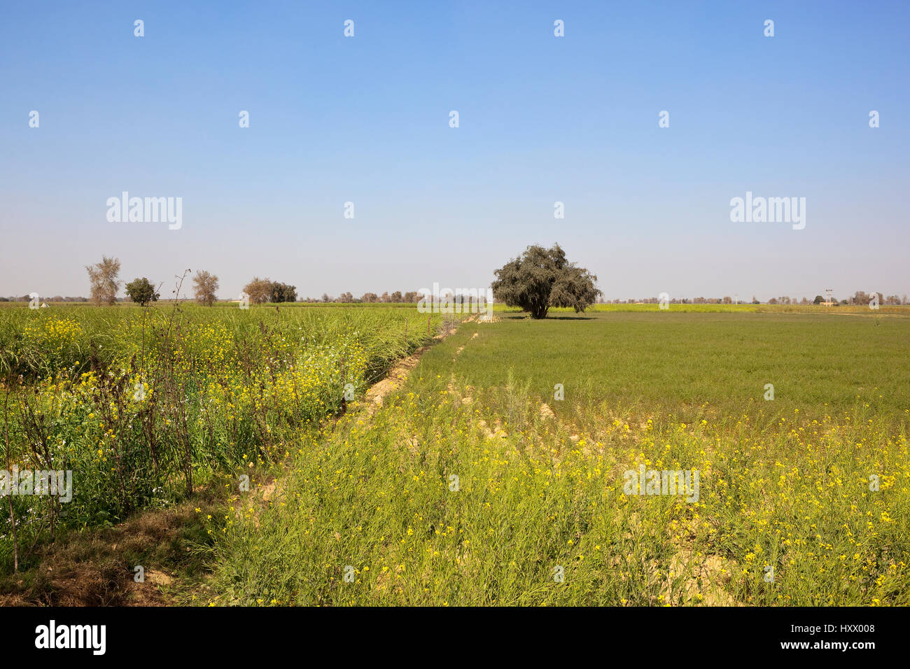 Campi di senape in Rajasthan con alberi di acacia in sabbia asciutta terra arida sotto un cielo blu chiaro Foto Stock