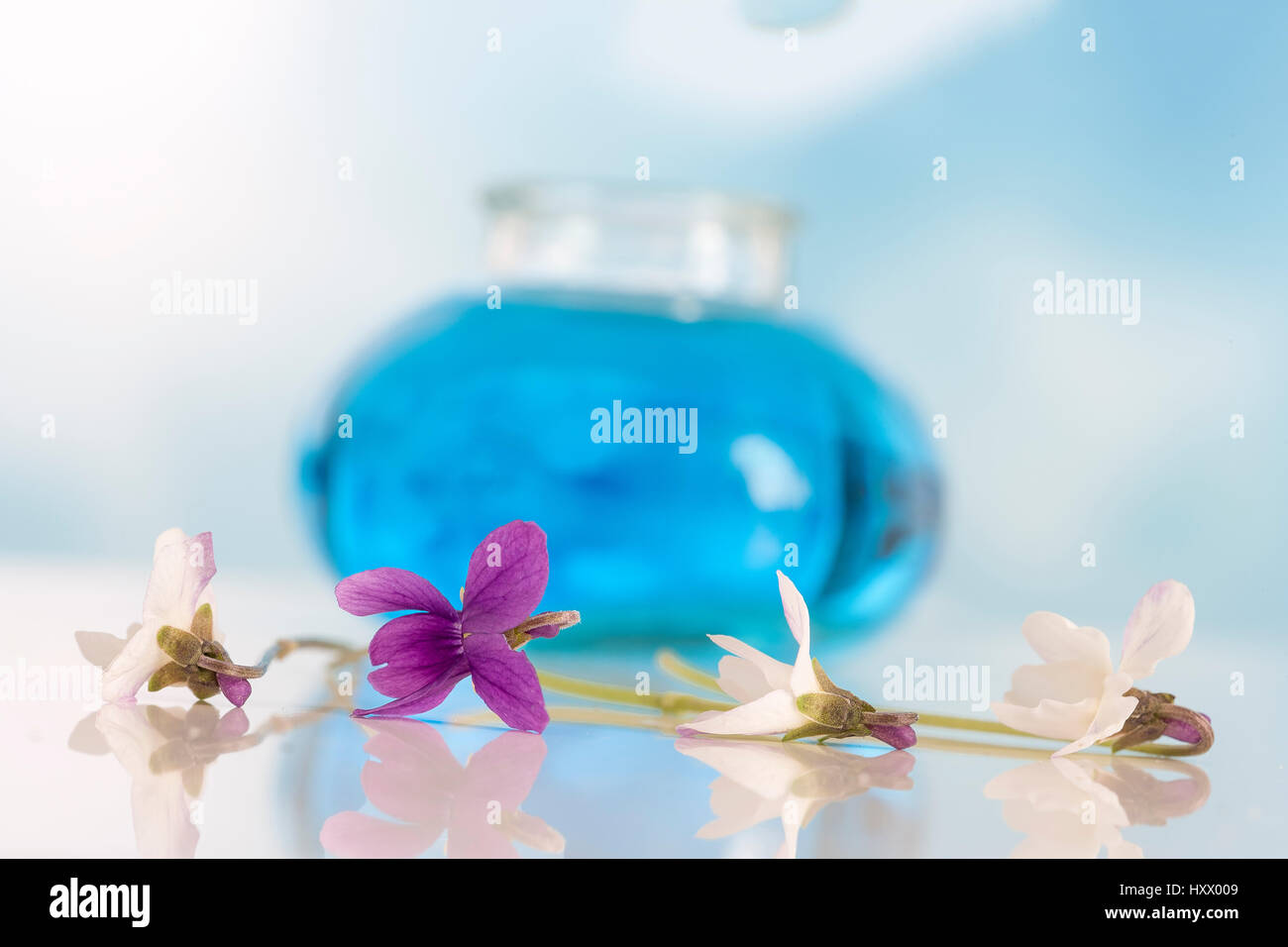 Bianco e viola fiore violaceo,l'olio essenziale di Viola odorata. Ho Foto Stock