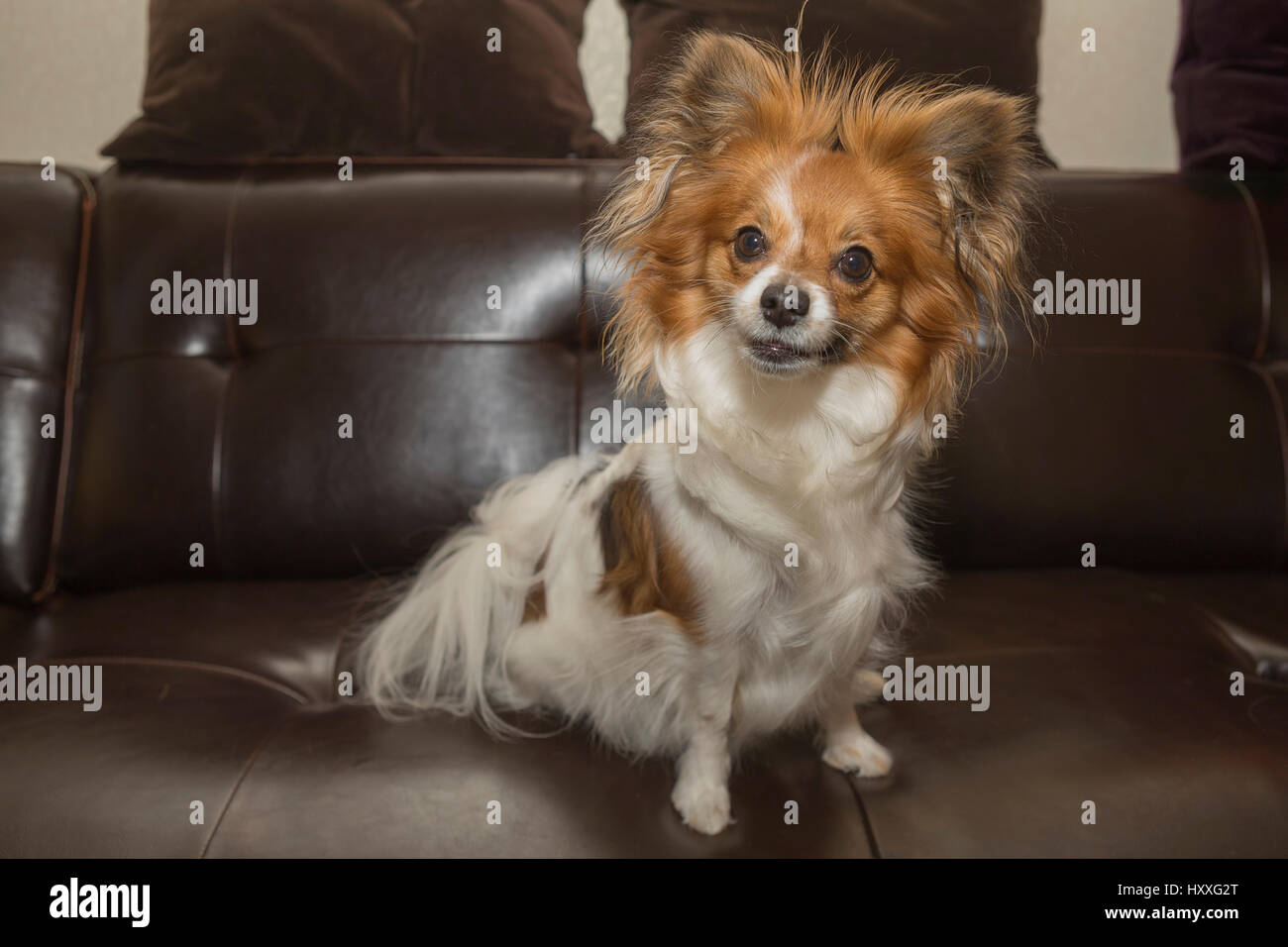 Papillon cane (Canis lupus familiaris)/ Continental Toy Spaniel, Butterfly,cane cucciolo Foto Stock
