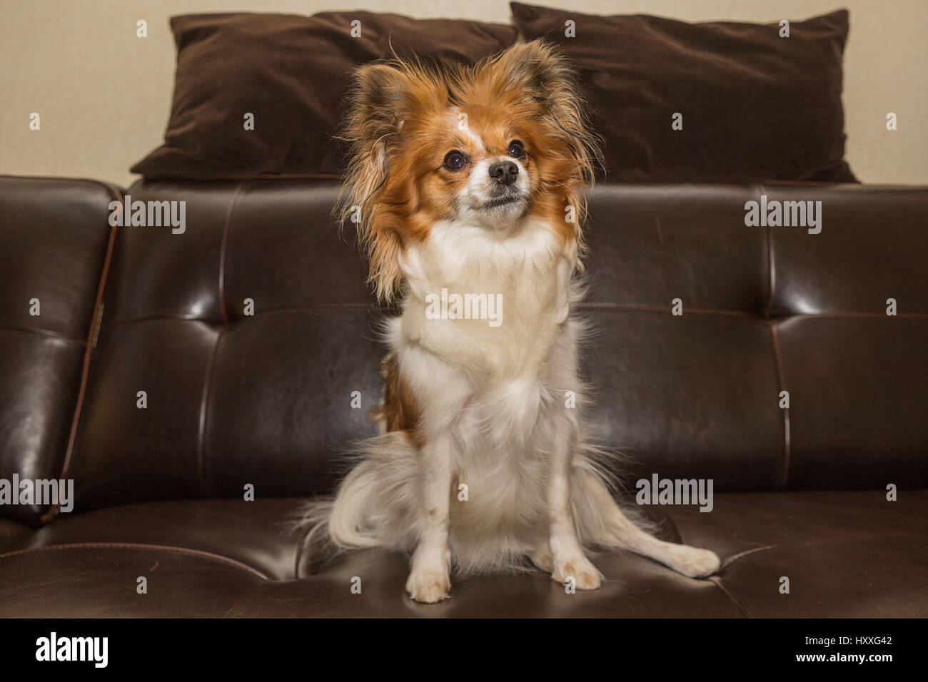 Papillon cane (Canis lupus familiaris)/ Continental Toy Spaniel, Butterfly,cane cucciolo Foto Stock