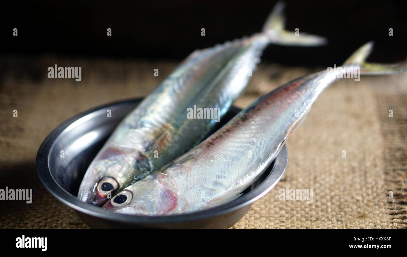 Indian sgombro pesce. Specie di sgombro famiglia, che si trovano comunemente in indiano e del Pacifico occidentale degli oceani e dei loro mari circostanti. Foto Stock