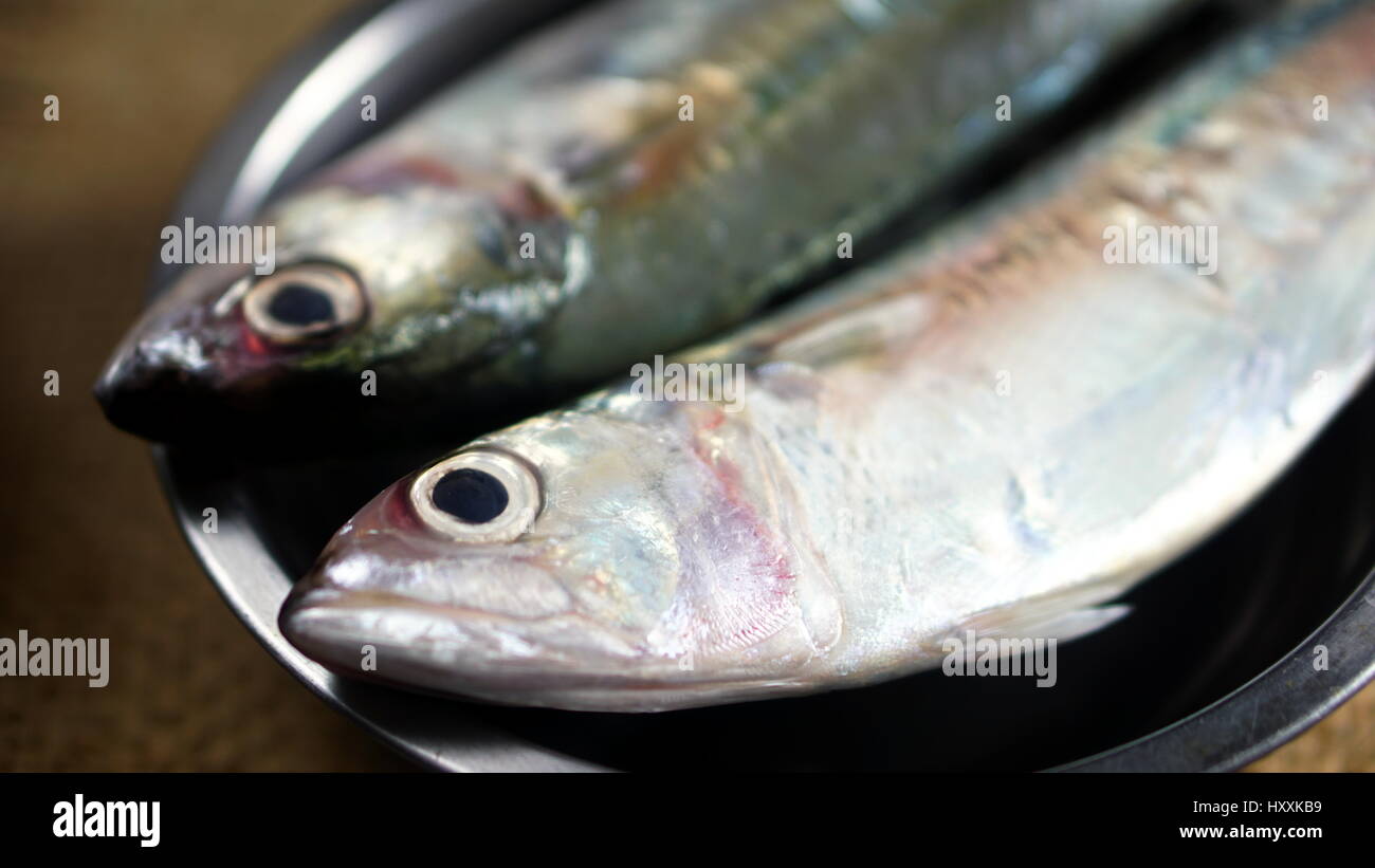 Indian sgombro pesce. Specie di sgombro famiglia, che si trovano comunemente in indiano e del Pacifico occidentale degli oceani e dei loro mari circostanti. Foto Stock