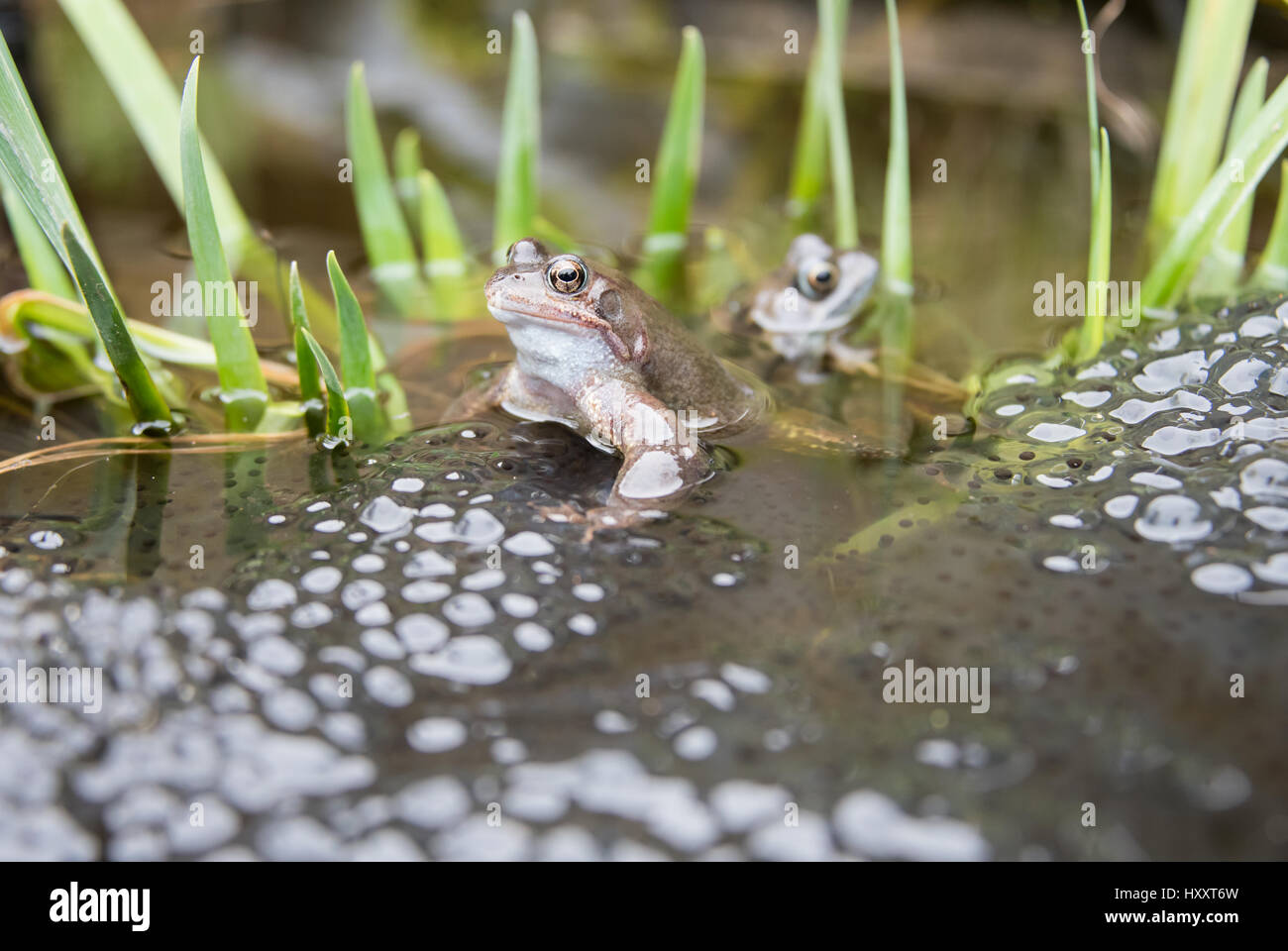 Due rane in uno stagno Frogspawn posa. Foto Stock