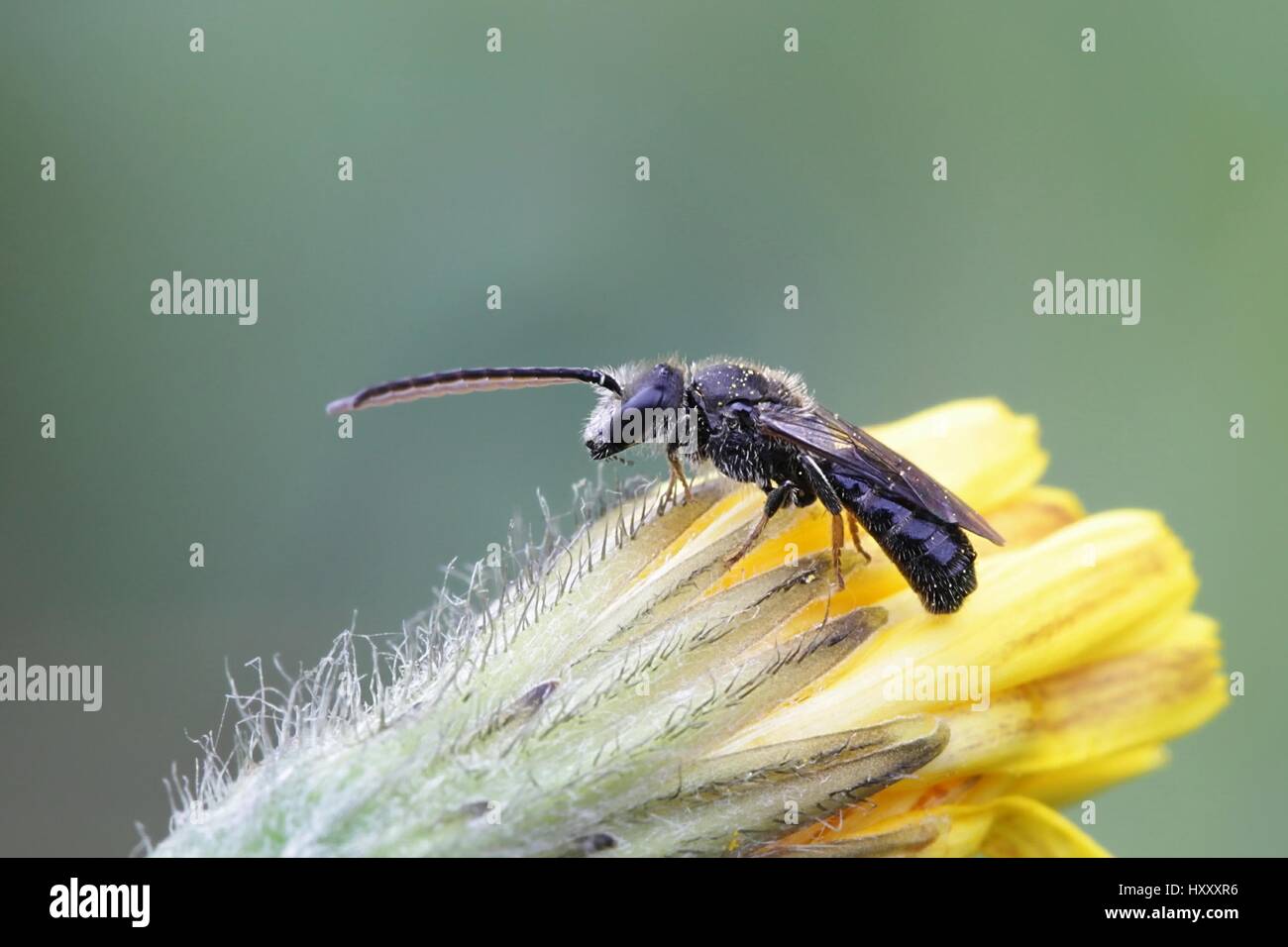 Liscia maschio-di fronte solco-bee, Lasioglossum fratellum, Cardo mariano, Sonchus arvense Foto Stock